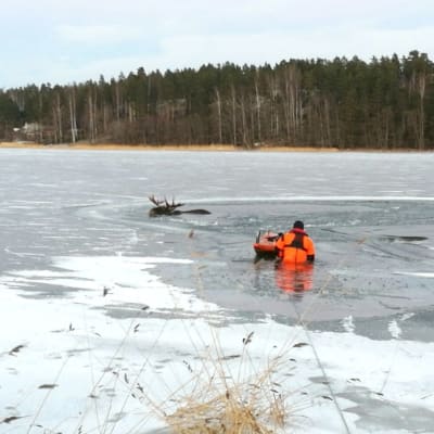 Yträddare är på väg ut över isen till älgtjur som gått genom isen utanför Vessö.
