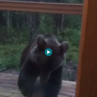 Skärmdump från video av en björn. 