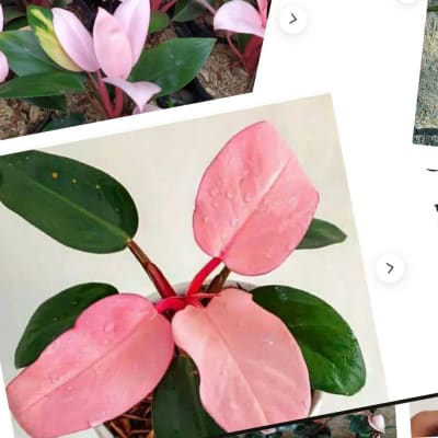 Ett kollage av skärmdumpar på annonser från sidan etsy.com med en rosa växt vid namn pink congo till salu.