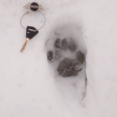 Två bilder på djurspår i snö, till vänster med en nyckelring, till höger med en brun handske.