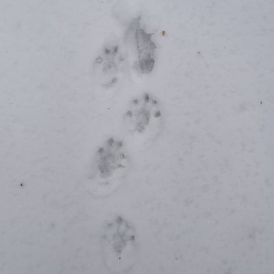 Två bilder på djurspår i snö. Till vänster även en sko i bild.