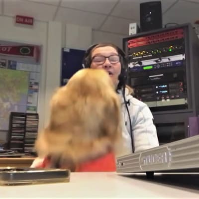 Koira hyppää istumassa olevan radiojuontajan päälle radiostudiossa. 