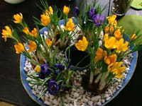 Gipsskålen med blomkrukor i