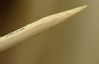 En grillpinne fungerar som penna