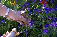 Plocka blommor