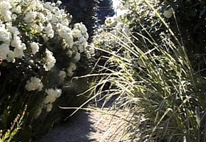 Den vita trädgården