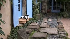 Katterna trivs