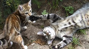 Katter leker i trädgården