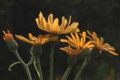 Rudbeckia