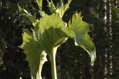 Kompassblomma