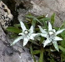 Edelweiss
