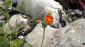 Trädgårdsbilder