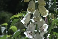 Fingerborgsblomma - digitalis