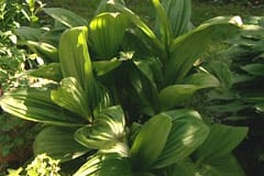 Nysrot - Veratrum nigrum
