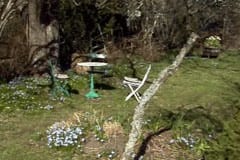 Midsommarblomster