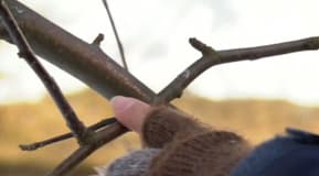 Grenar som skavar mot varandra