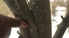 Invuxen bark