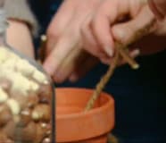 Anne och Lotta sätter snören i krukorna