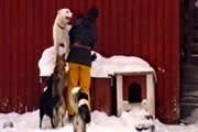 Huskyhundar