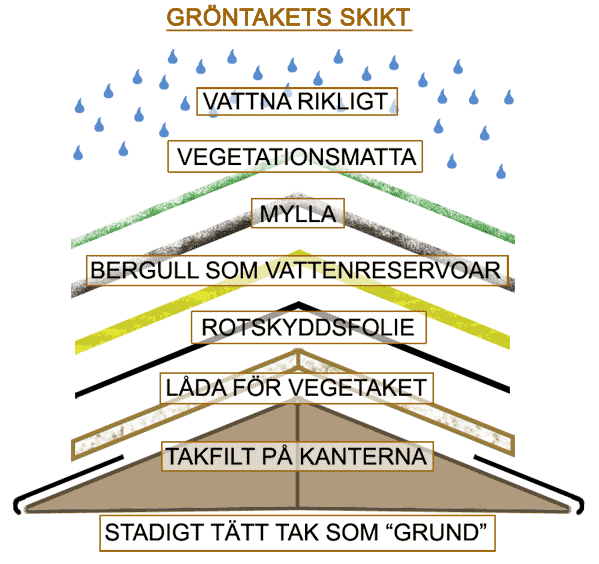 Gröntakets olika skikt