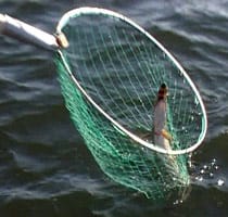 Fiskehåven i användning