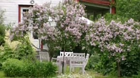 Trädgårdsbilder
