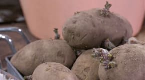 Potatis med groddar
