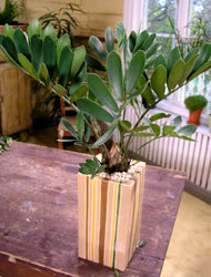 Japansk kottepalm