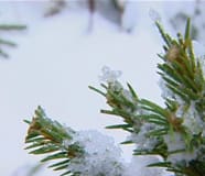 Snöig grankvist