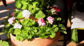 Pelargonpyramid