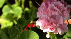Pelargoner kan ha dubbla eller enkla blommor