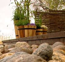 Vind- och torktålig plantering