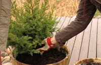 Plantera tork- och vindtåliga växter