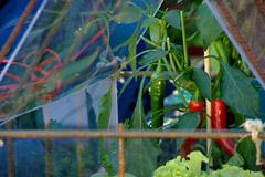 I ett litet växthus kan man odla till exempel chili