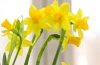 Narcisser