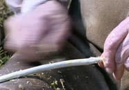 En vidja skall bli handtag