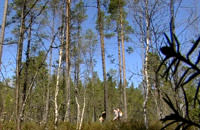Våt skogsmark