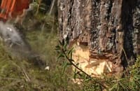 Hack för provbit av årsringar