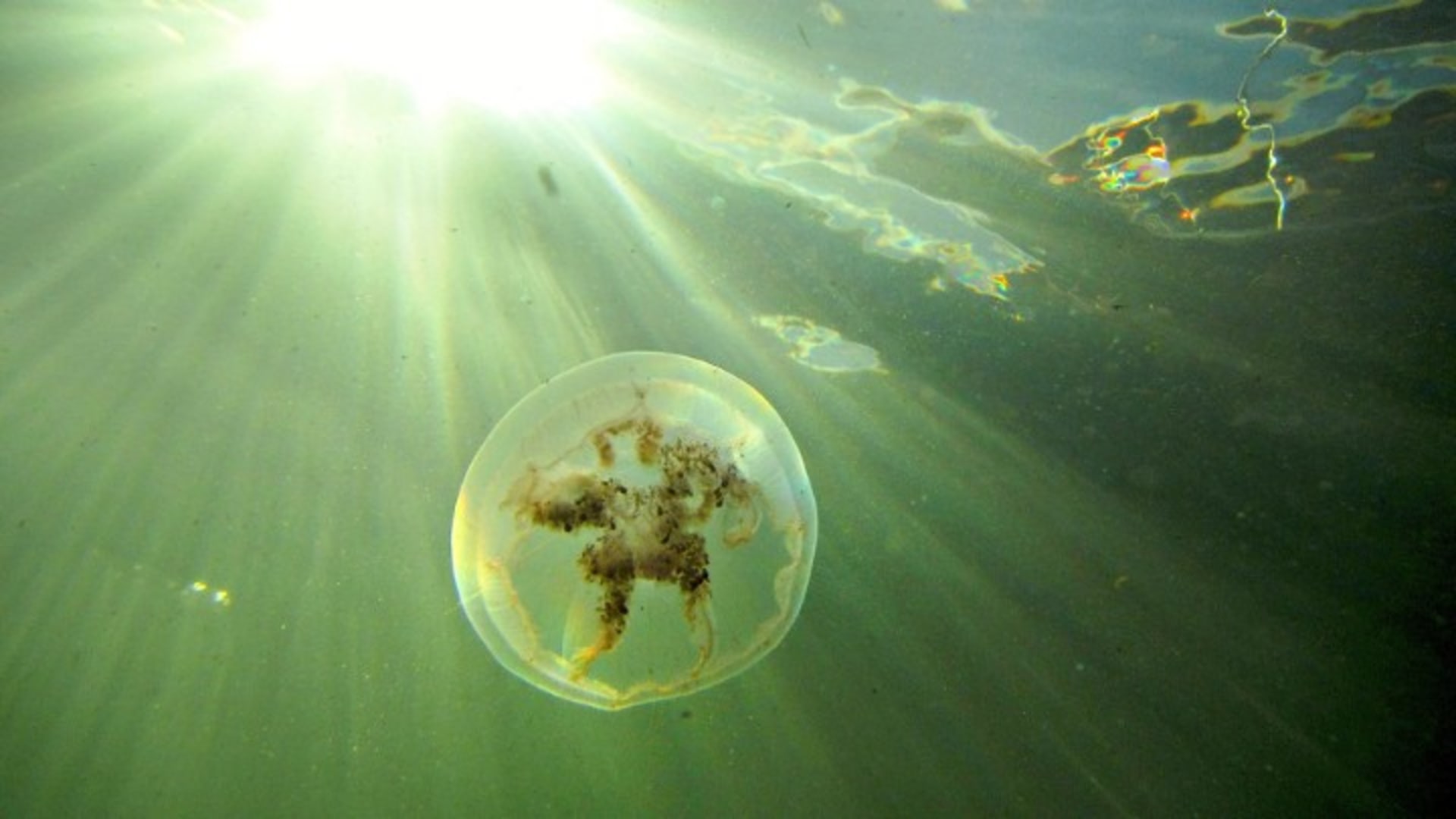 Kausi 1, 6/10. Meduusa, aivoton hyytelö, on evoluution menestystarina. Mihin ne katosivat tänä vuonna? Kimmo jahtaa meduusaa kameran kanssa Itämeressä ja Minna selvittää, mikä tekee meduusasta niin suuren mysteerin.