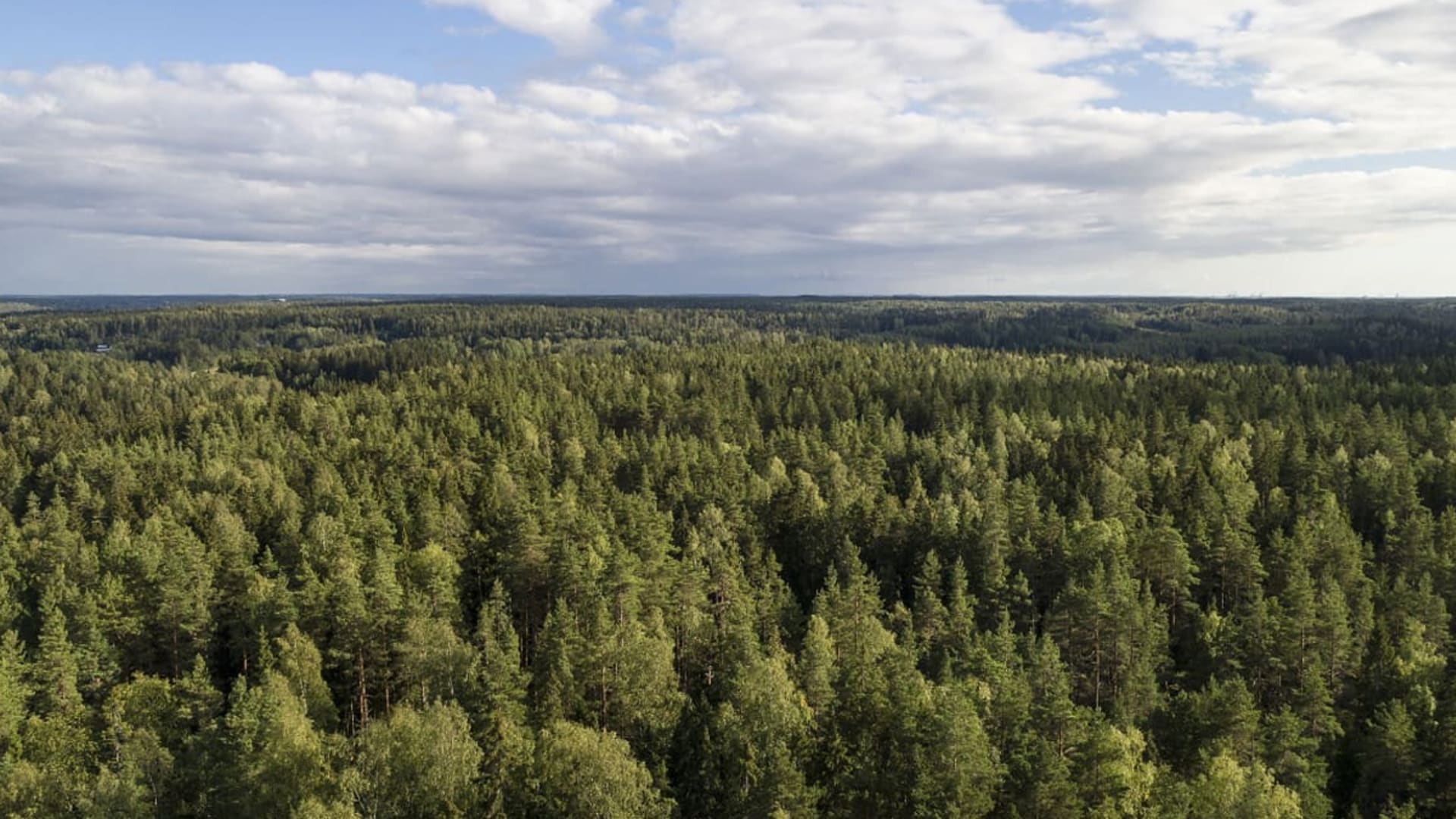ulkomaiset-puulajit-hy-dytt-isiv-t-suomen-metsi-ja-ilmastoa-yle