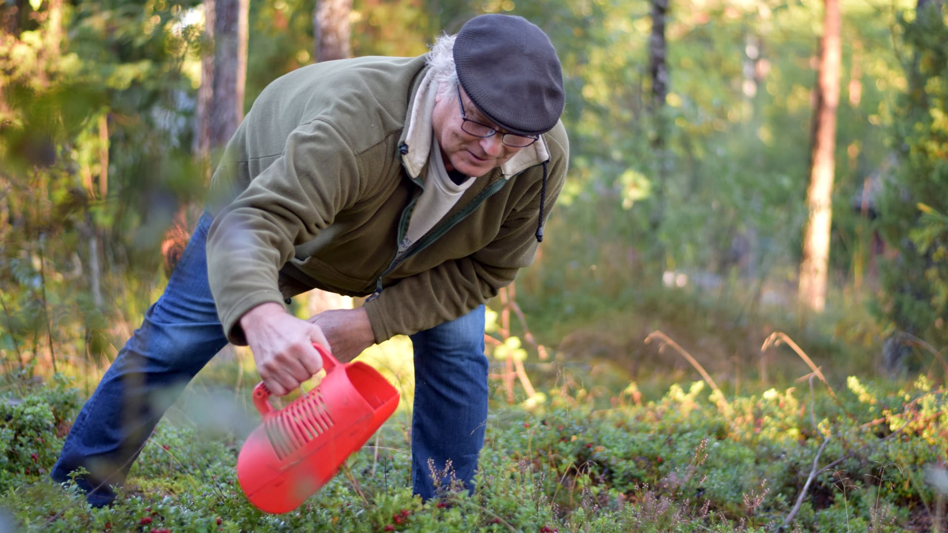 Vidar Lindqvist Plockar Och Säljer Hundratals Liter Lingon Om året ...