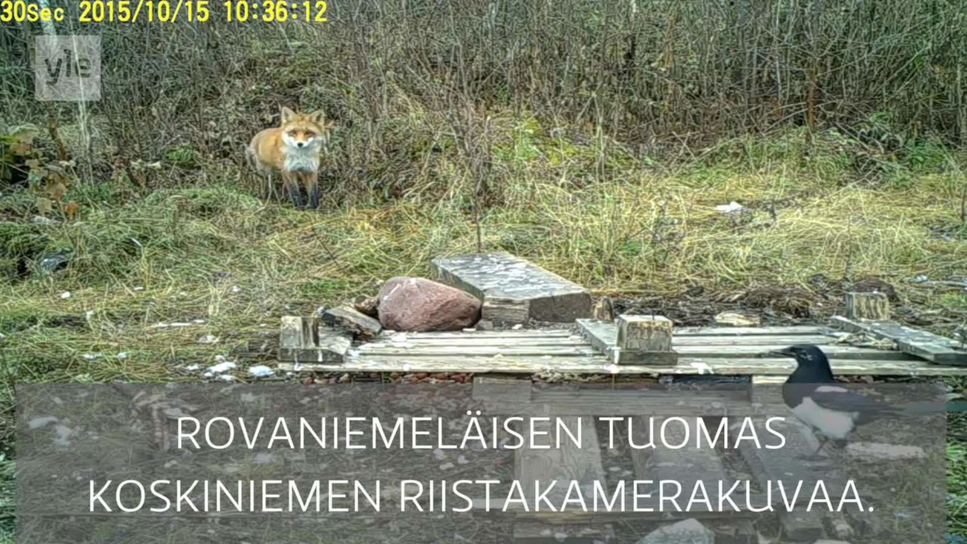 Yle Uutiset Lappi: Videot: Kettu riistakamerassa | Yle Lapin videot | Yle  Areena