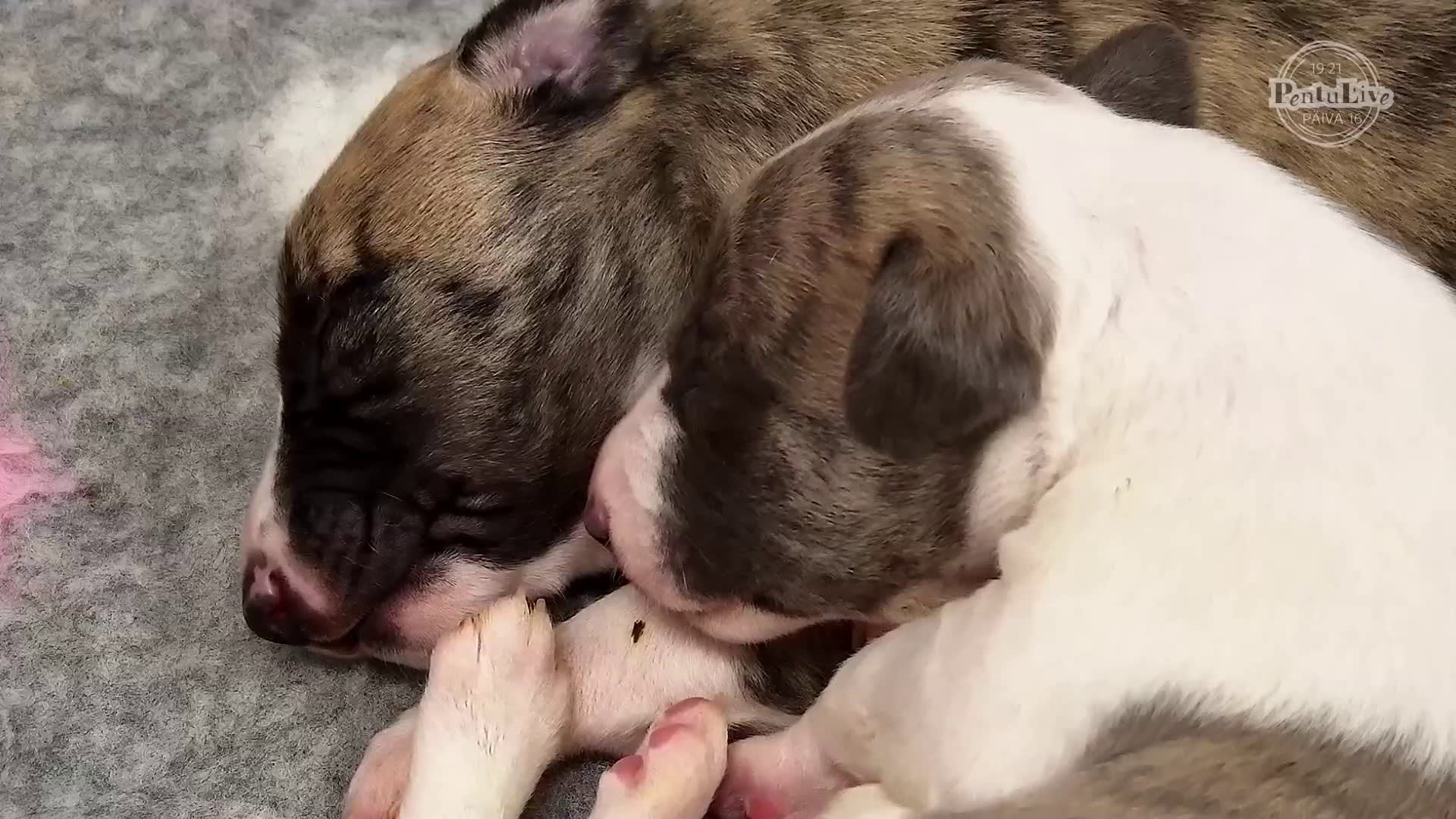 Puhti Ja Wauhti Nukkuvat P llekk in Pentulive Yle Areena