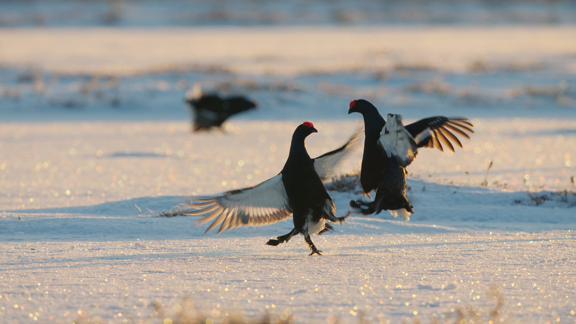 K1, J3: Riekko ja Teeri | Tarinoita tuntureilta | Yle Areena