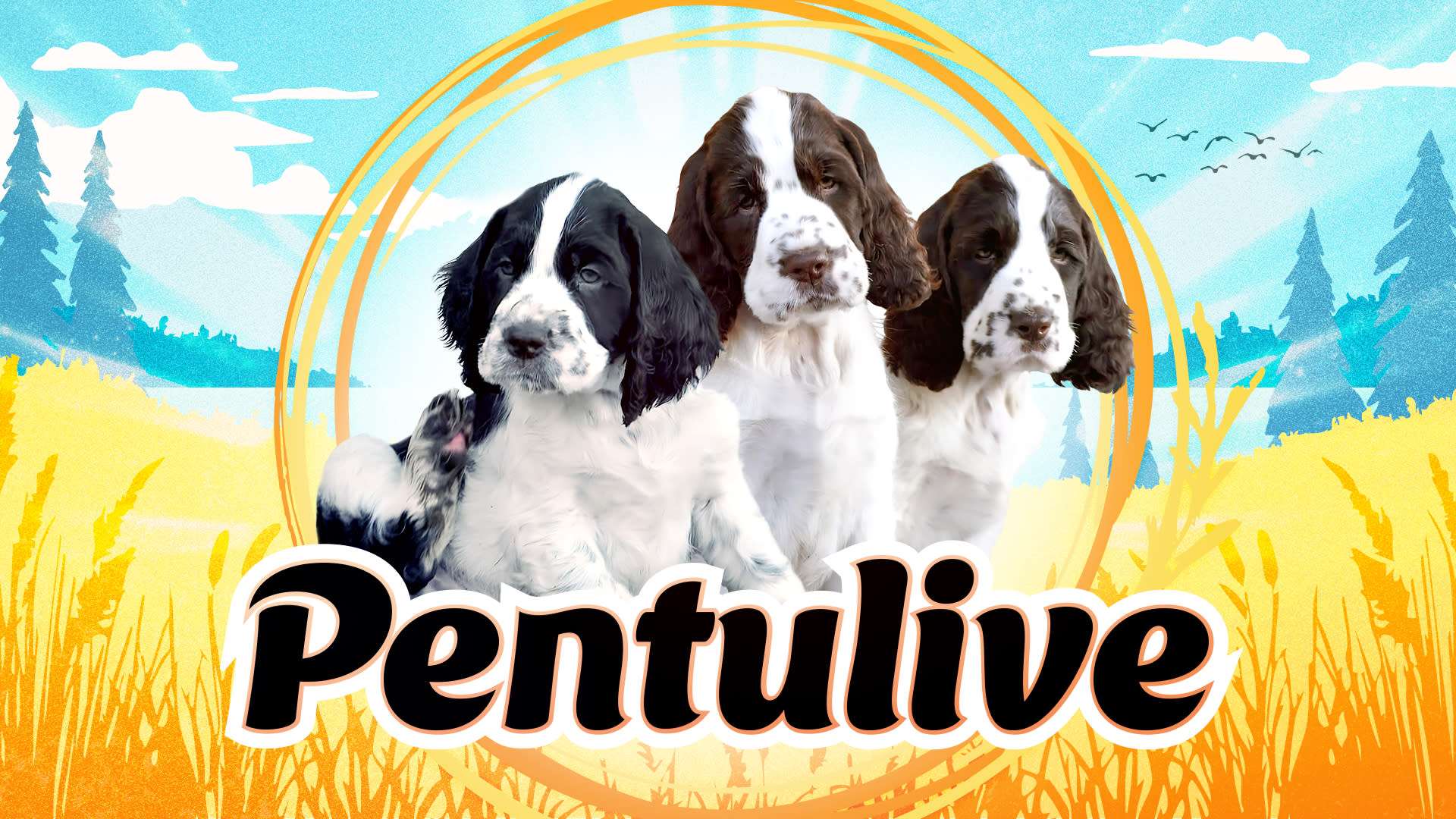 Pentulive 24/7 | Pentulive