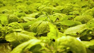 Nicotiana benthamiana on tupakan sukulaiskasvi, jota käytetään proteiinien tuottamiseen VTT:n kasvibiotekniikan laboratoriossa. Nicotiana benthamiana, tupakan sukulaiskasvi