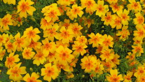 Kryddtagetes har inslag av citron. Kryddtagetes har smak och doft av citron.