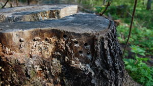 Borra hål i stubbar som skyddade bon för insekter. en stubbe med hål i