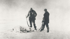 Fraenkel och Strindberg med sin första fällda isbjörn. Fraenkel och Strindberg med den första isbjörn de sköt utanför Svalbard.