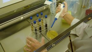 Undersökningen genomfördes av MetropoliLab och kontrollerade bland annat mängden listeria- och e.coli-bakterier. Ett laboratorium med ett flertal provrör och en han som håller i en pipett.